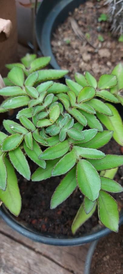 Bryophyllum proliferum leaf