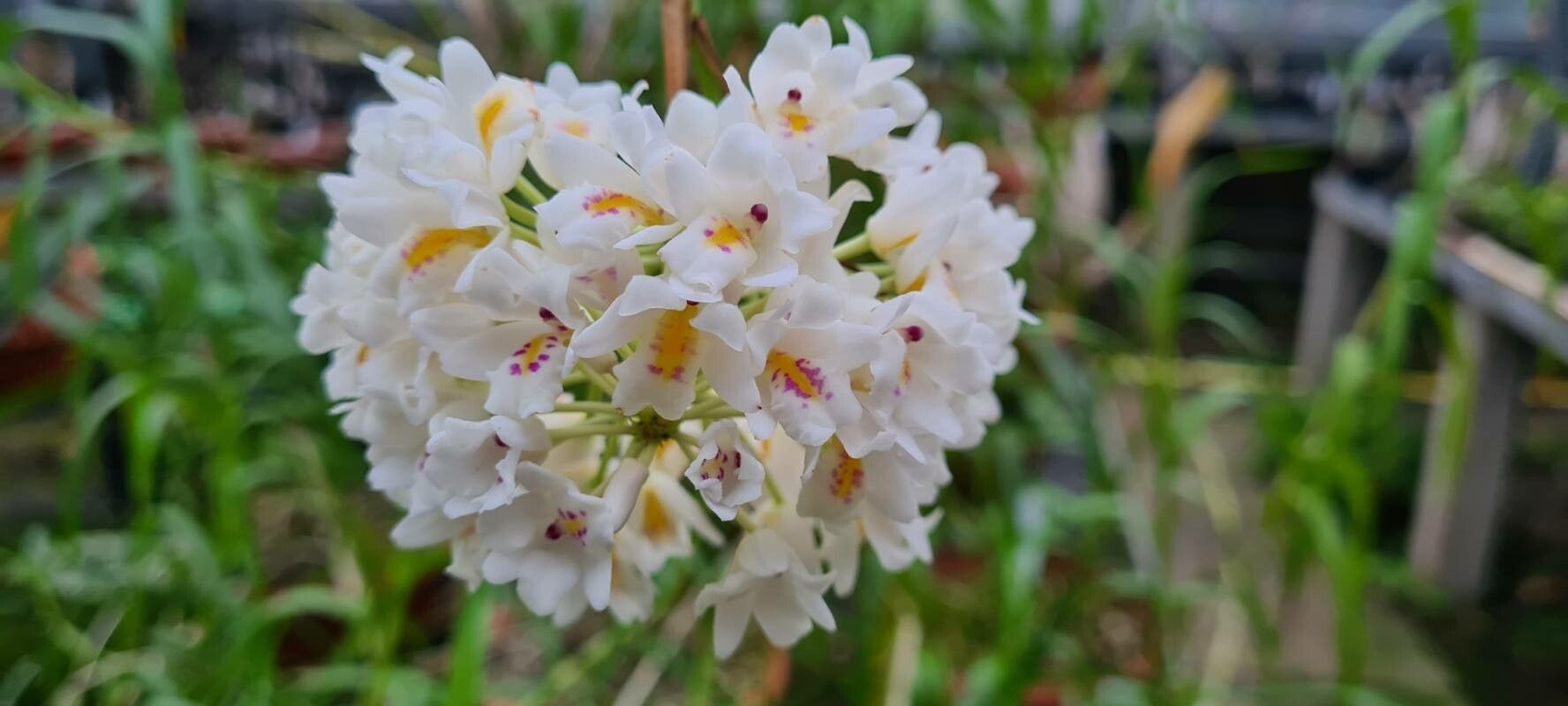 Polystachya neobenthamia flower