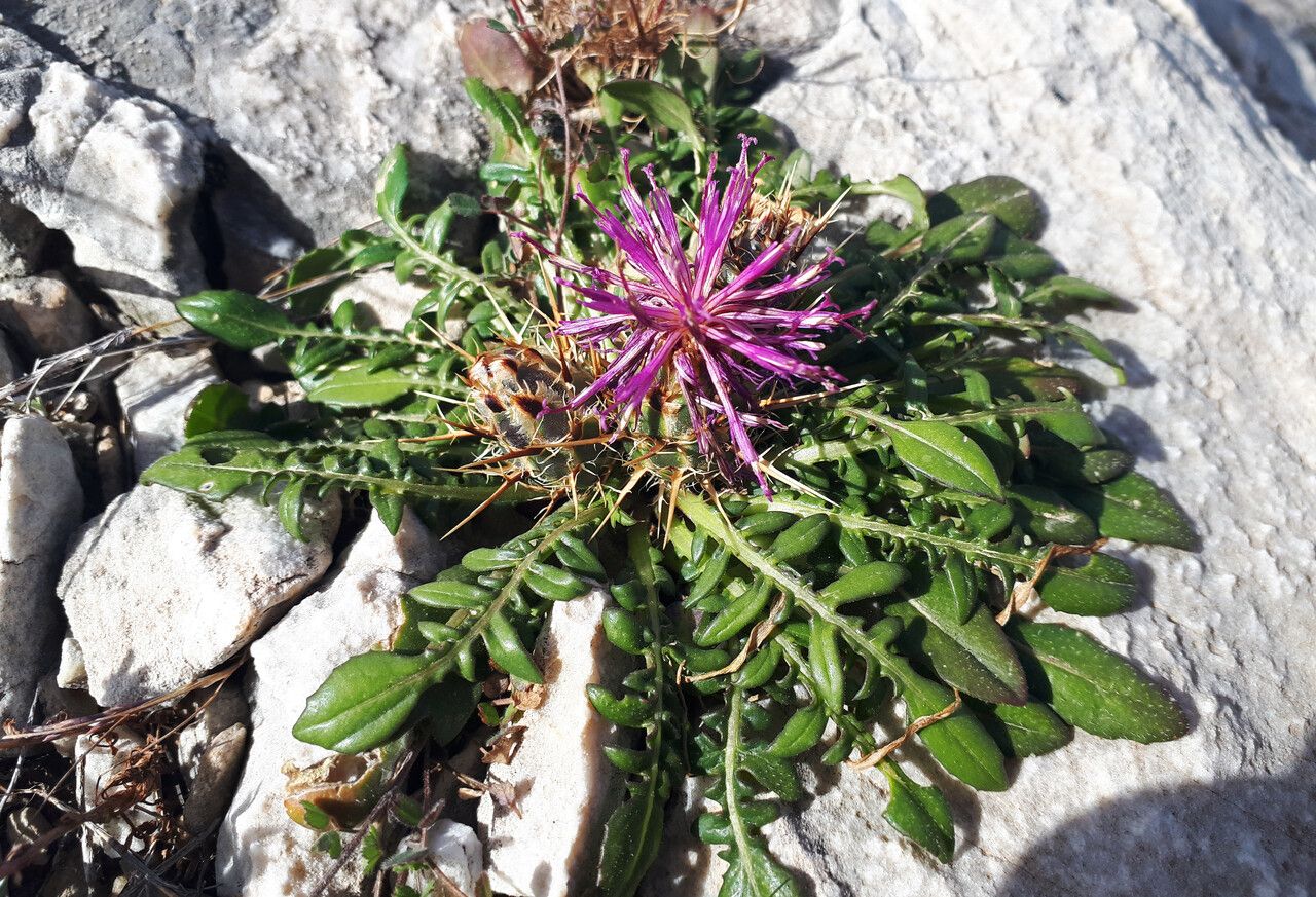 Centaurea raphanina flower