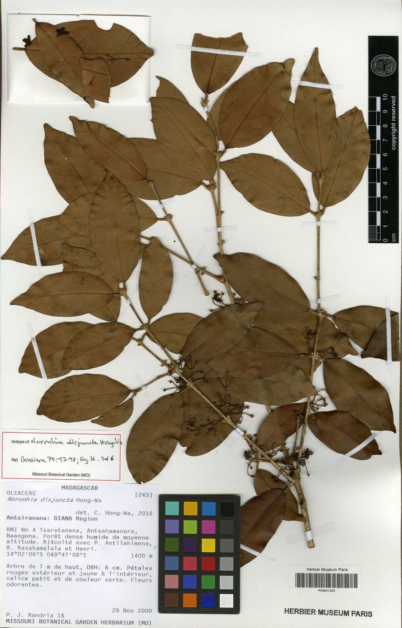 Noronhia disjuncta — search result for 'Noronhia'