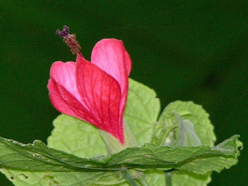 Malvaviscus concinnus flower