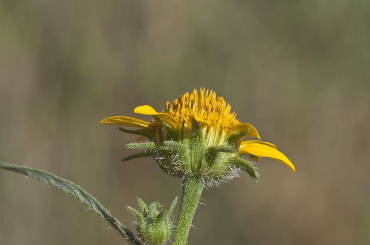 Aldama phenax — houseplant care guide