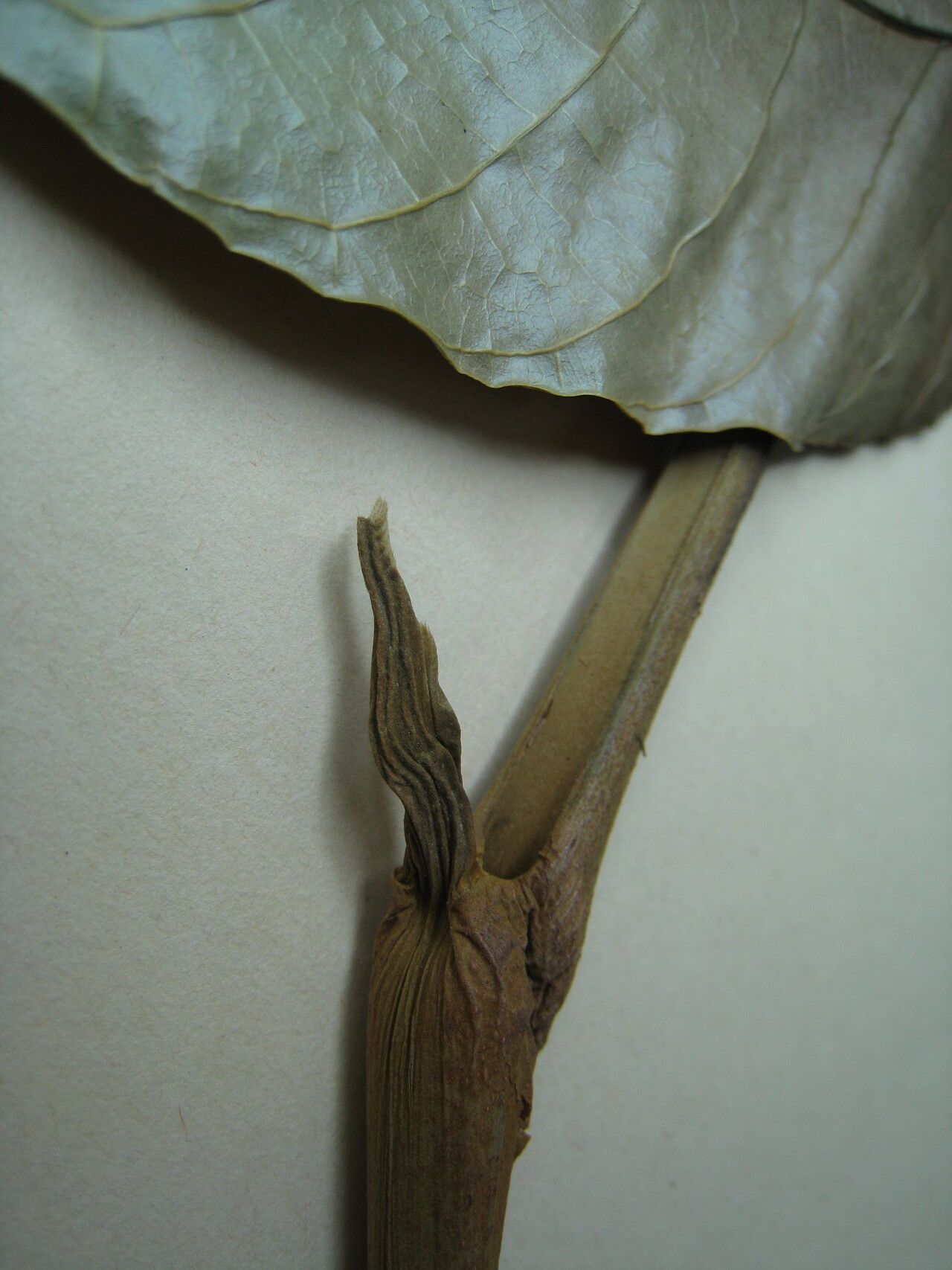 Thyrsodium puberulum other