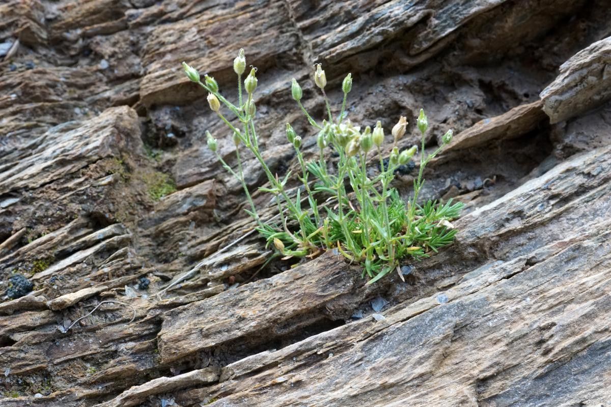 Minuartia rubra habit