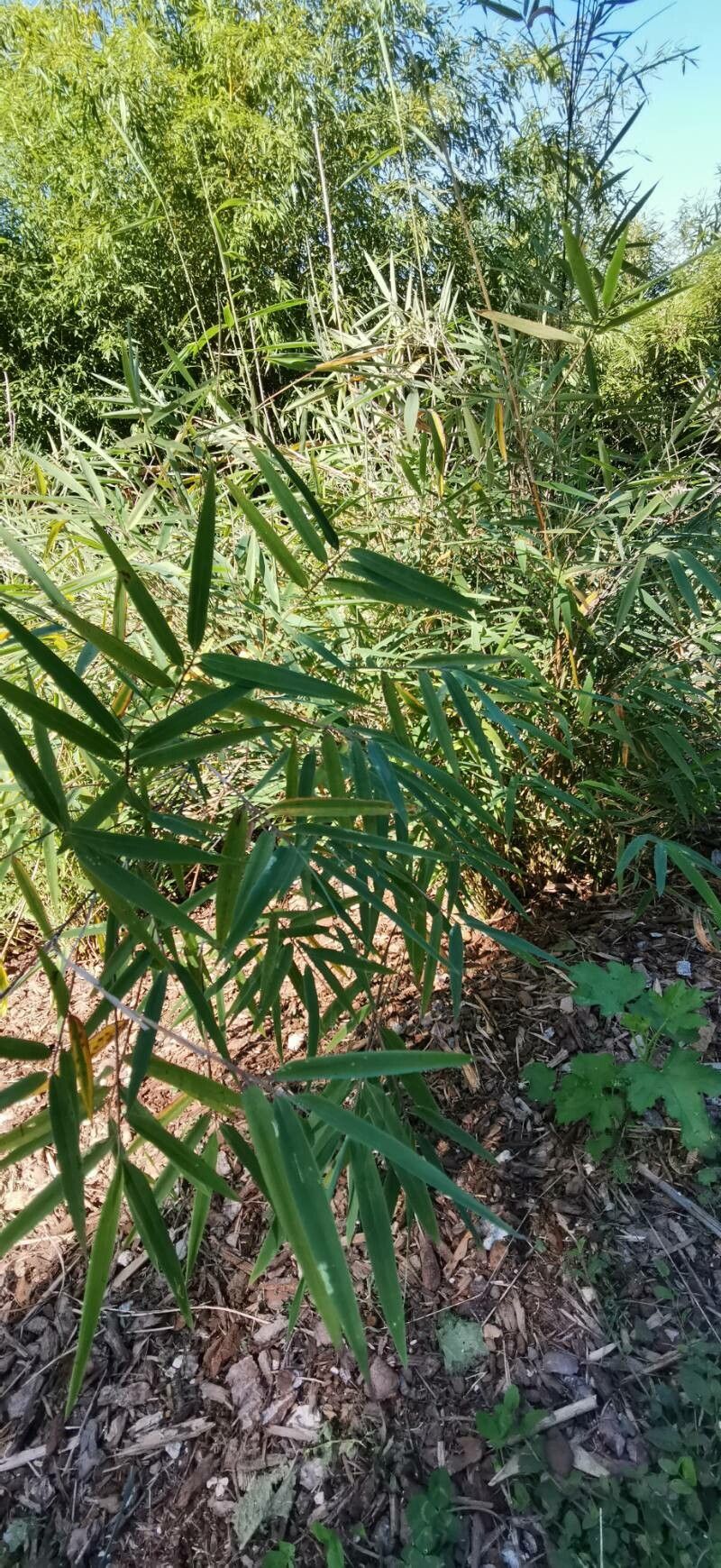 Yushania anceps habit