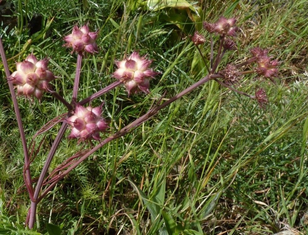 Oenanthe globulosa fruit