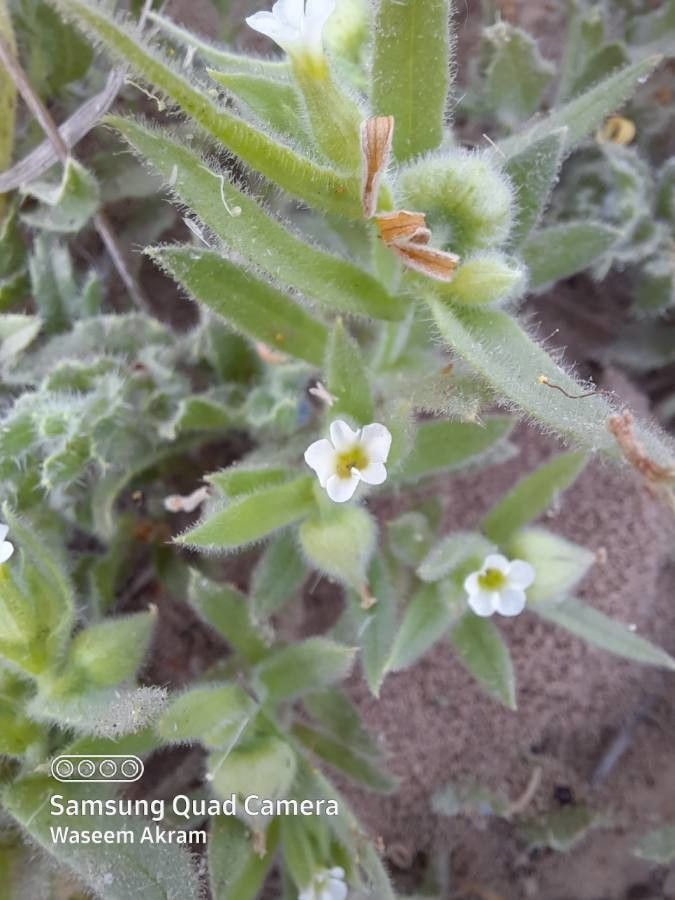 Plagiobothrys canescens — related species from the same genus