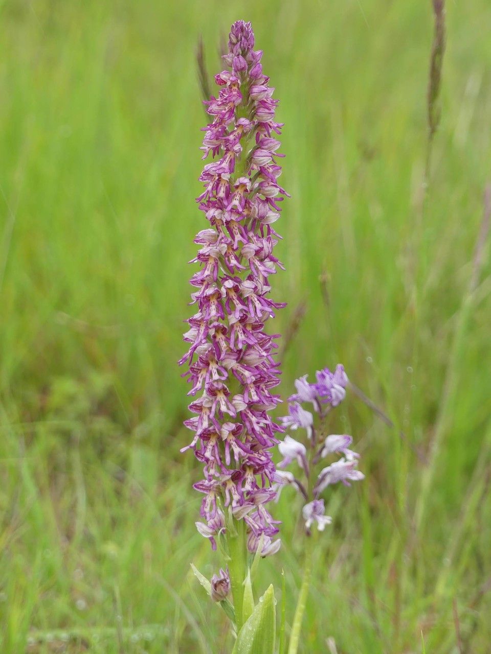 Orchis x spuria habit