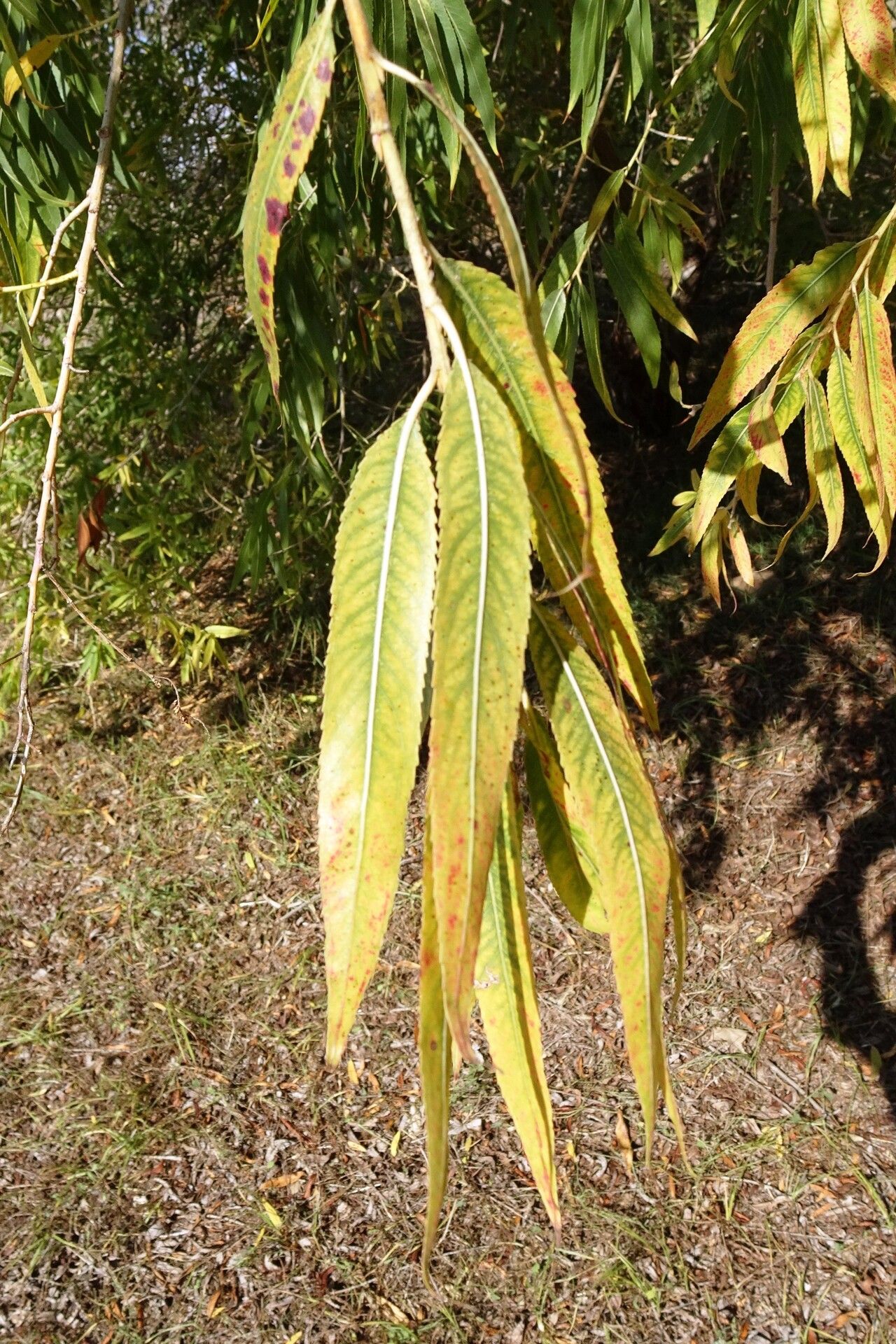 Salix gooddingii — clay tolerant houseplant