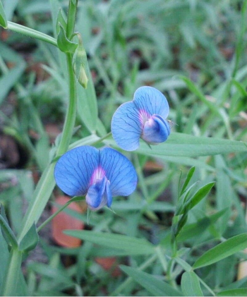 Lathyrus sativus flower