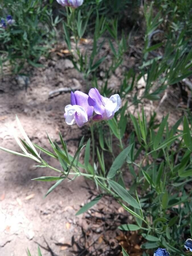 Lathyrus magellanicus flower