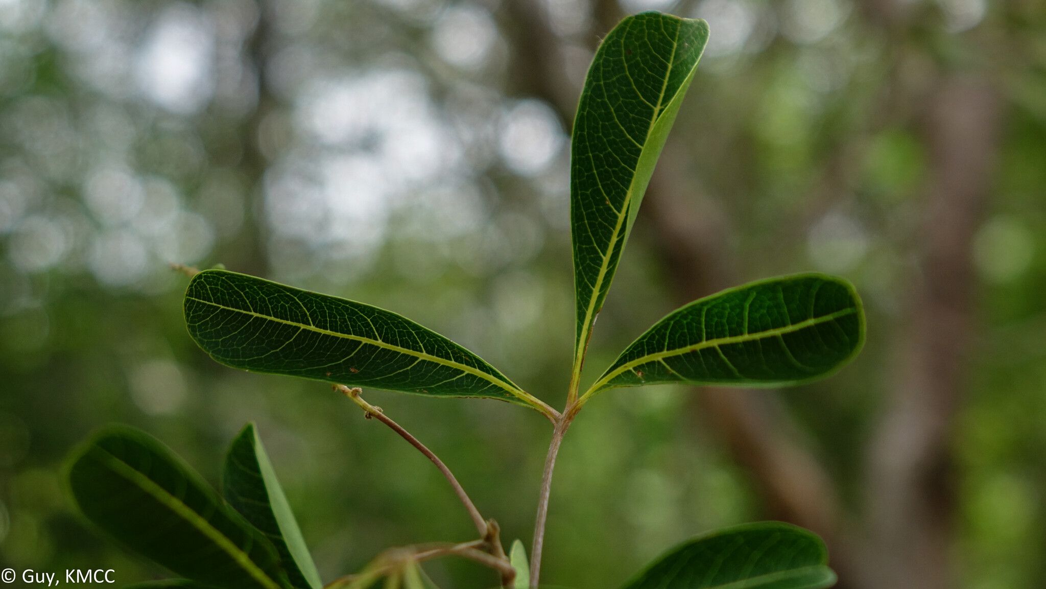 Allophylus bongolavensis — houseplant care guide