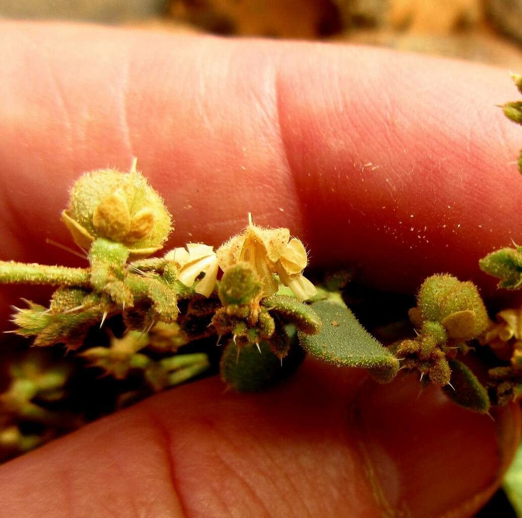 Zygophyllum mayanum fruit