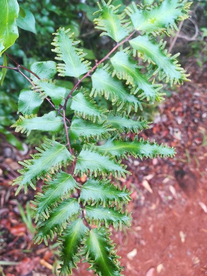 Lygodium reticulatum leaf