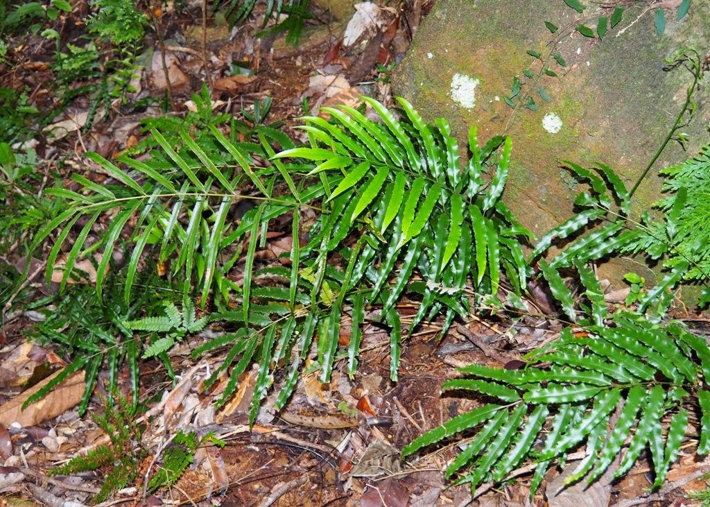 Pteris balansae habit