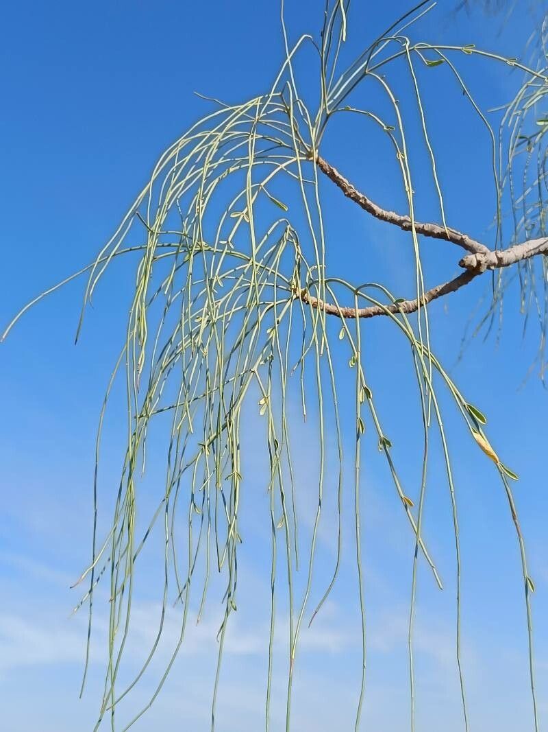 Moringa peregrina — search result for 'Egypt'