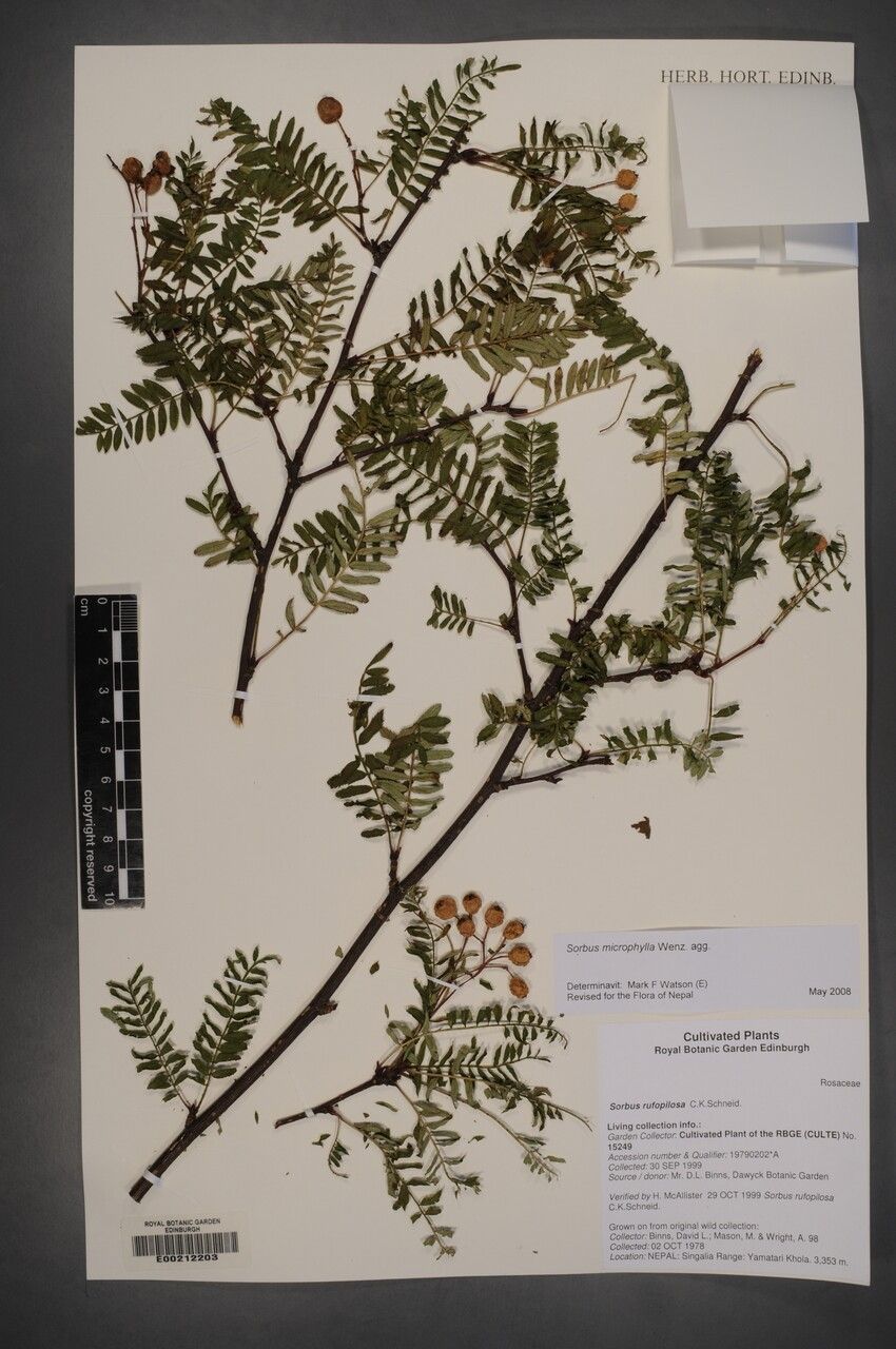 Sorbus rufopilosa — houseplant care guide