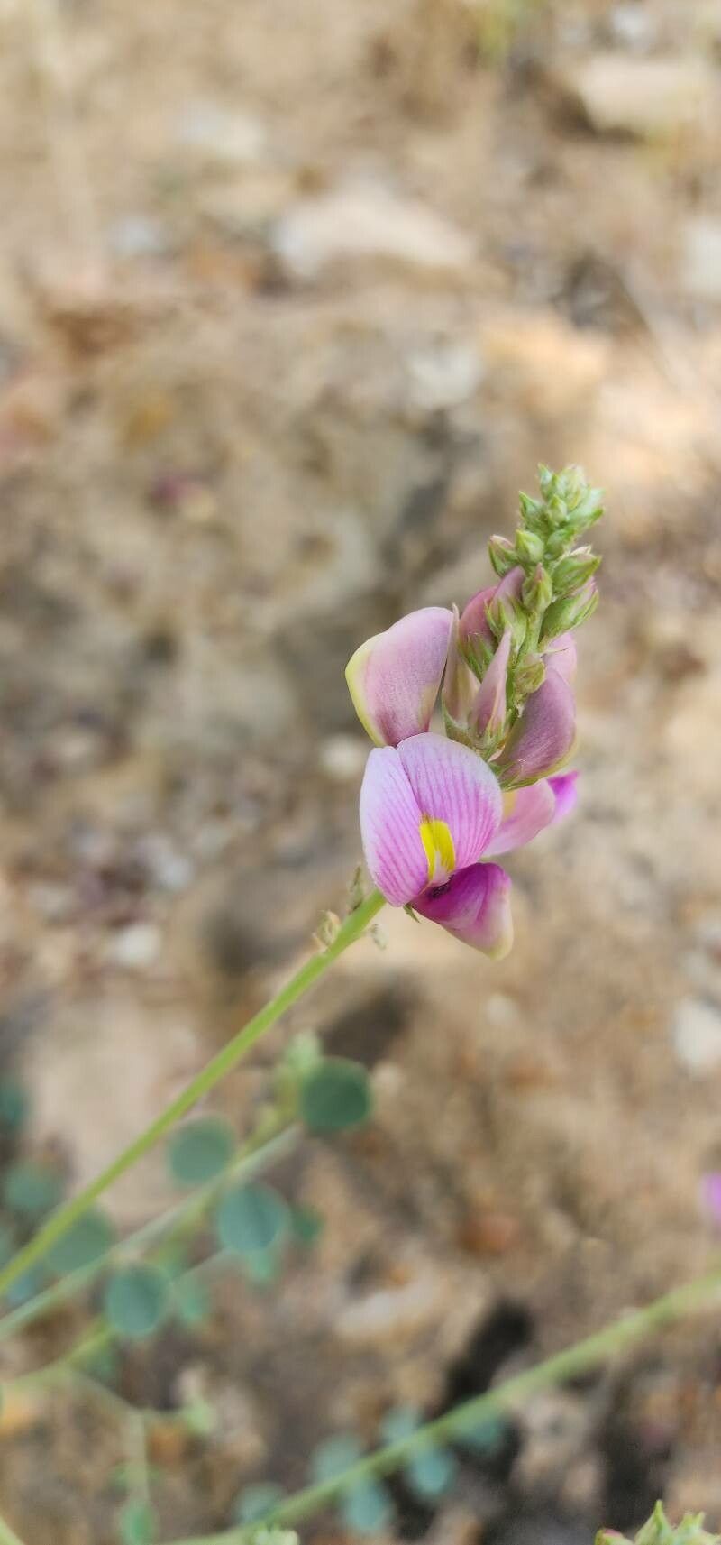 Hedysarum maitlandianum flower
