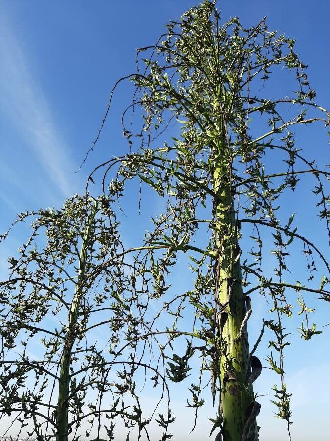 Agave sisalana flower