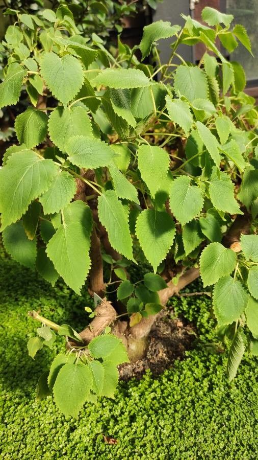 Coleus livingstonei habit