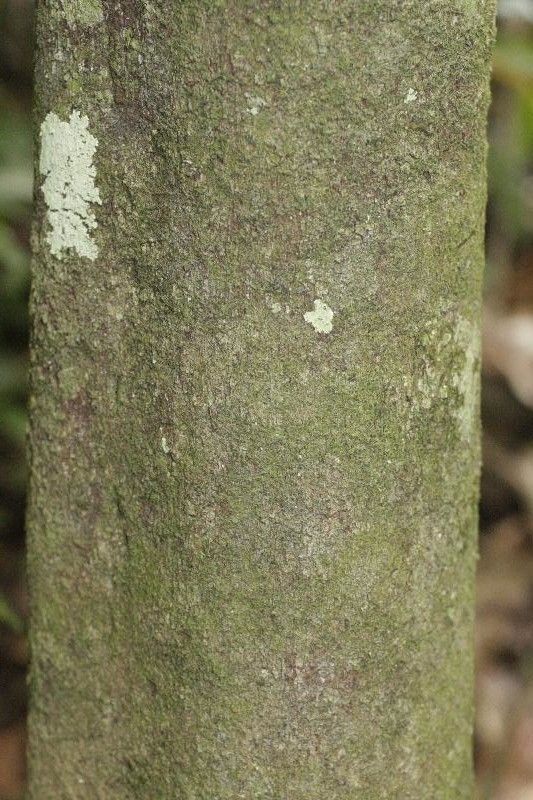 Trichilia schomburgkii bark