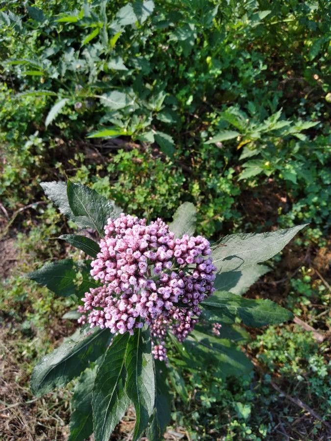 Pluchea camphorata flower