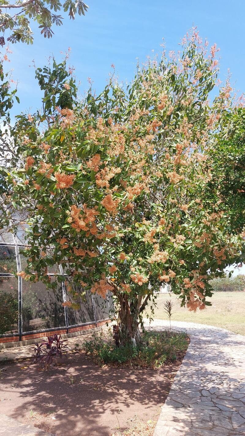 Triplaris gardneriana habit
