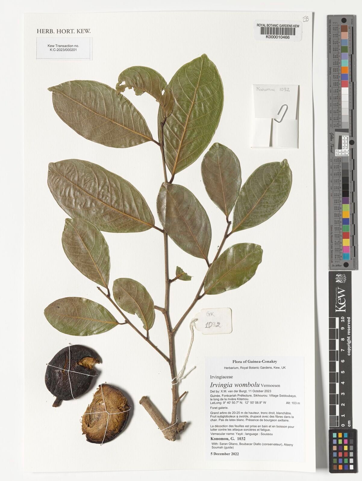 Irvingia tenuinucleata other