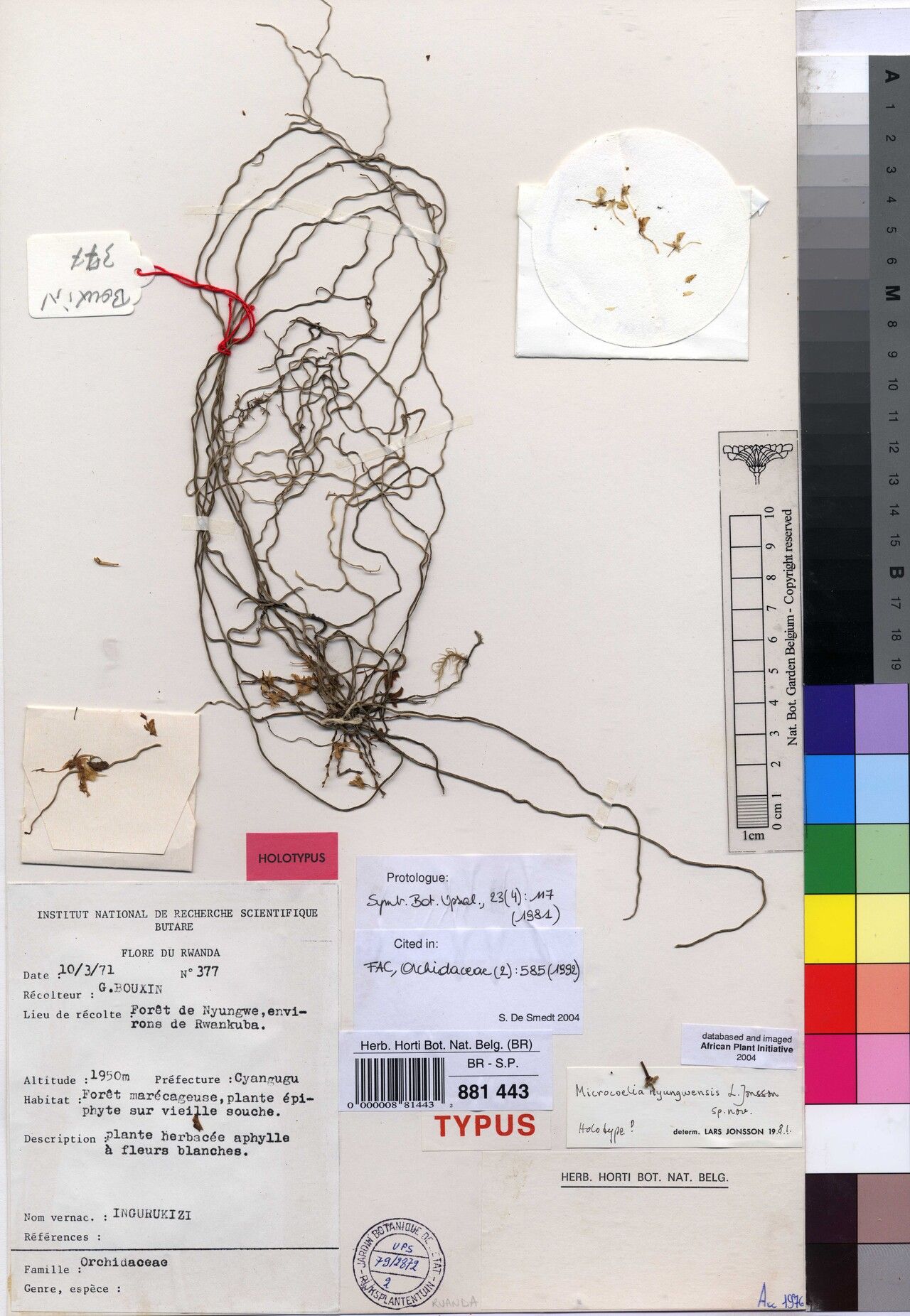 Microcoelia nyungwensis — houseplant care guide