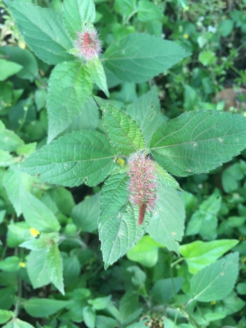 Acalypha phleoides leaf
