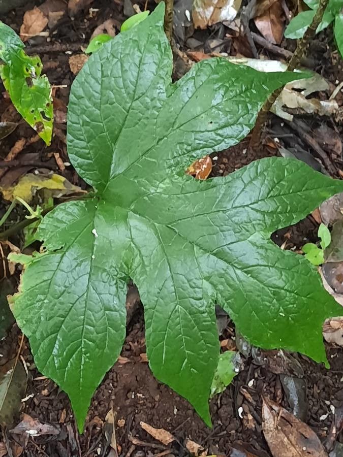 Dorstenia contrajerva — search result for 'Moraceae'