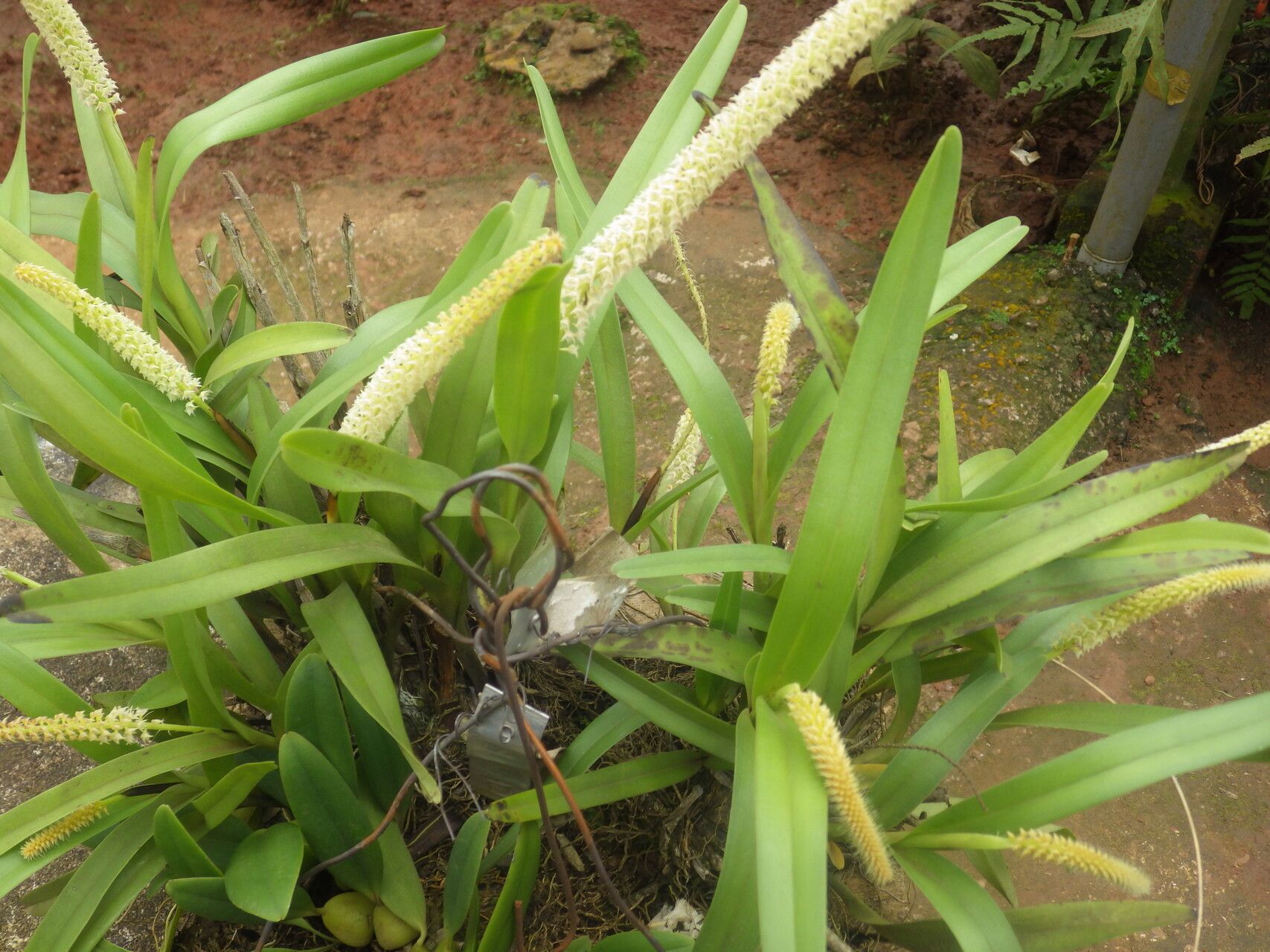 Polystachya polychaete habit