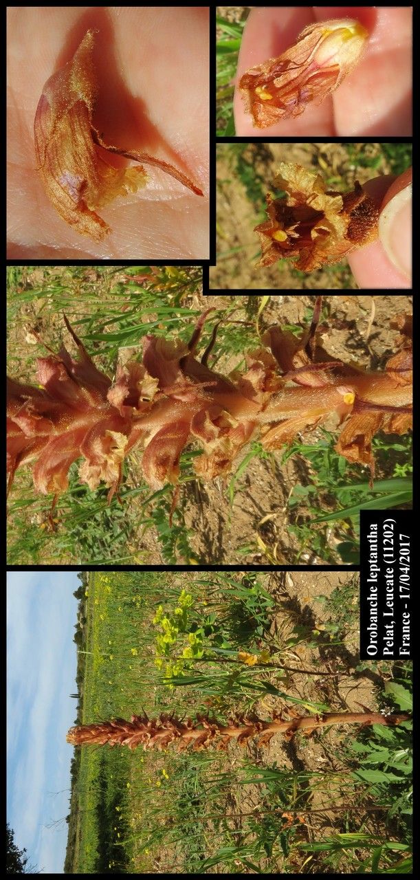 Orobanche leptantha — houseplant care guide