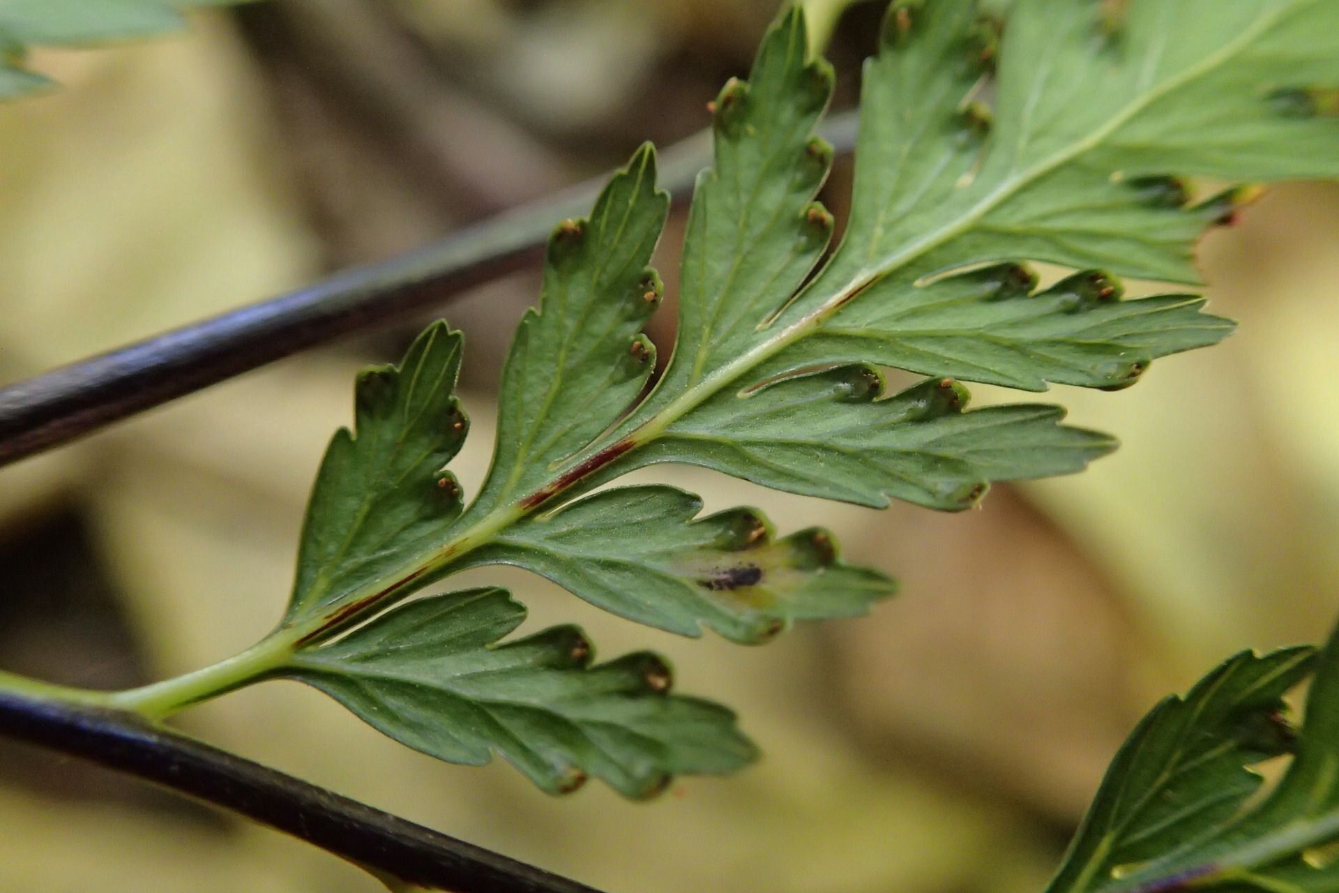 Saccoloma firmum — related species from the same genus