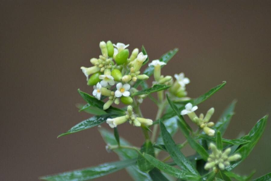Daphne gnidium flower