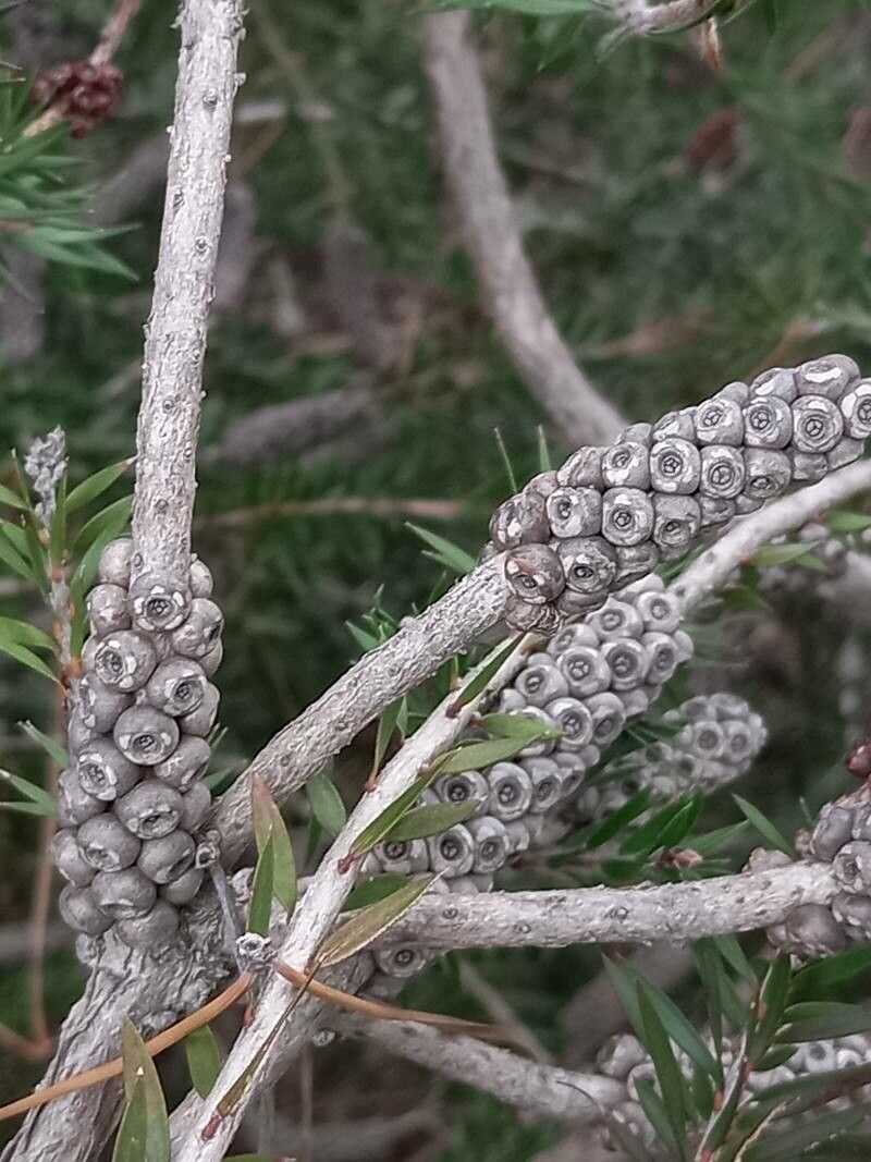Callistemon viridiflorus fruit