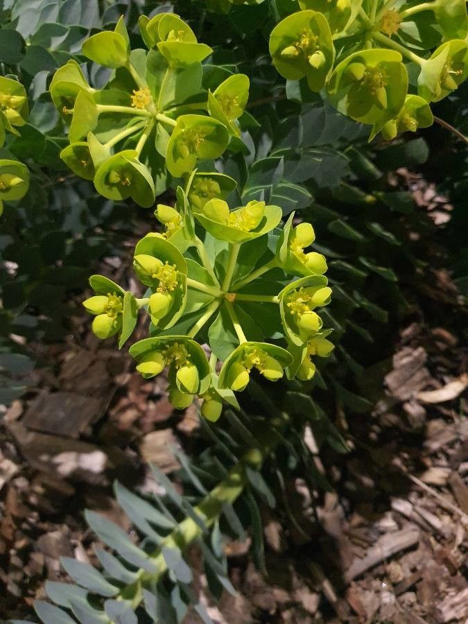 Euphorbia bivonae flower