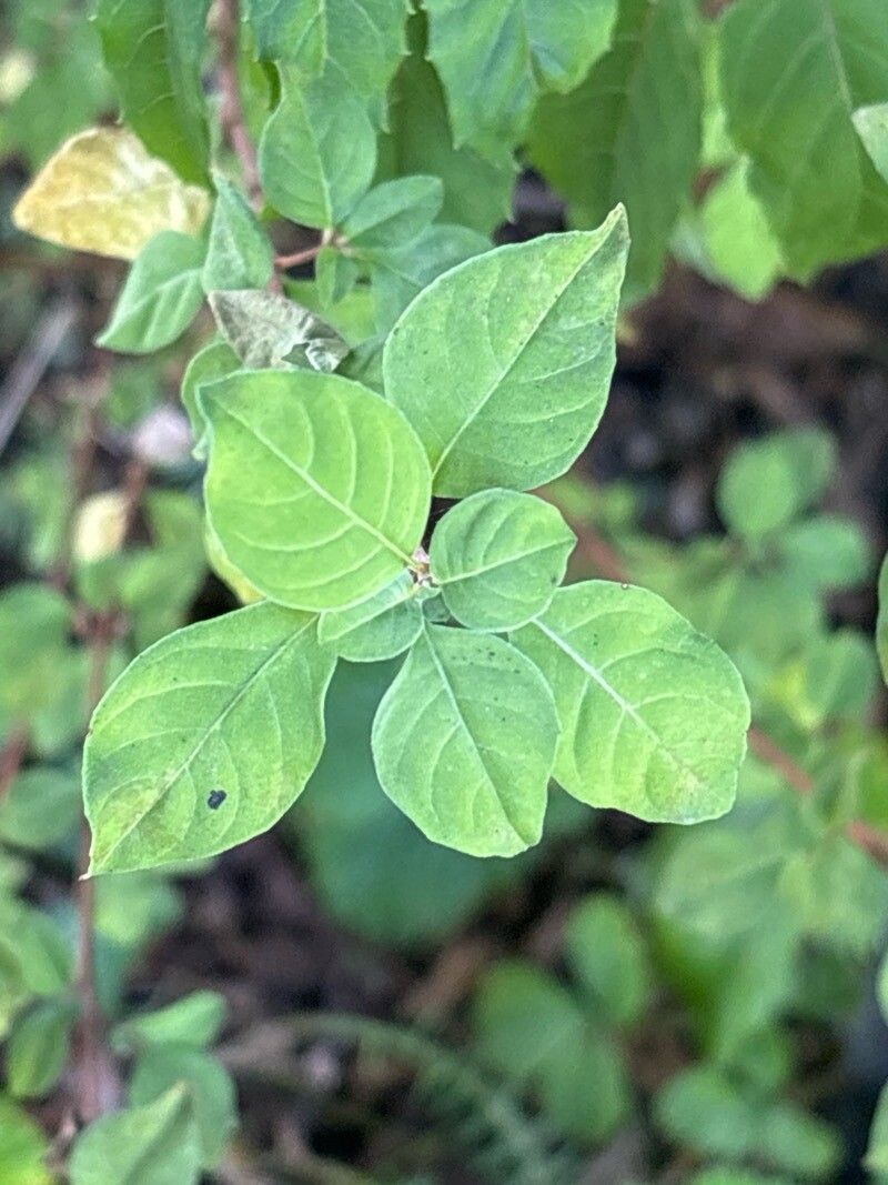 Fuchsia thymifolia — search result for 'Fuchsia'