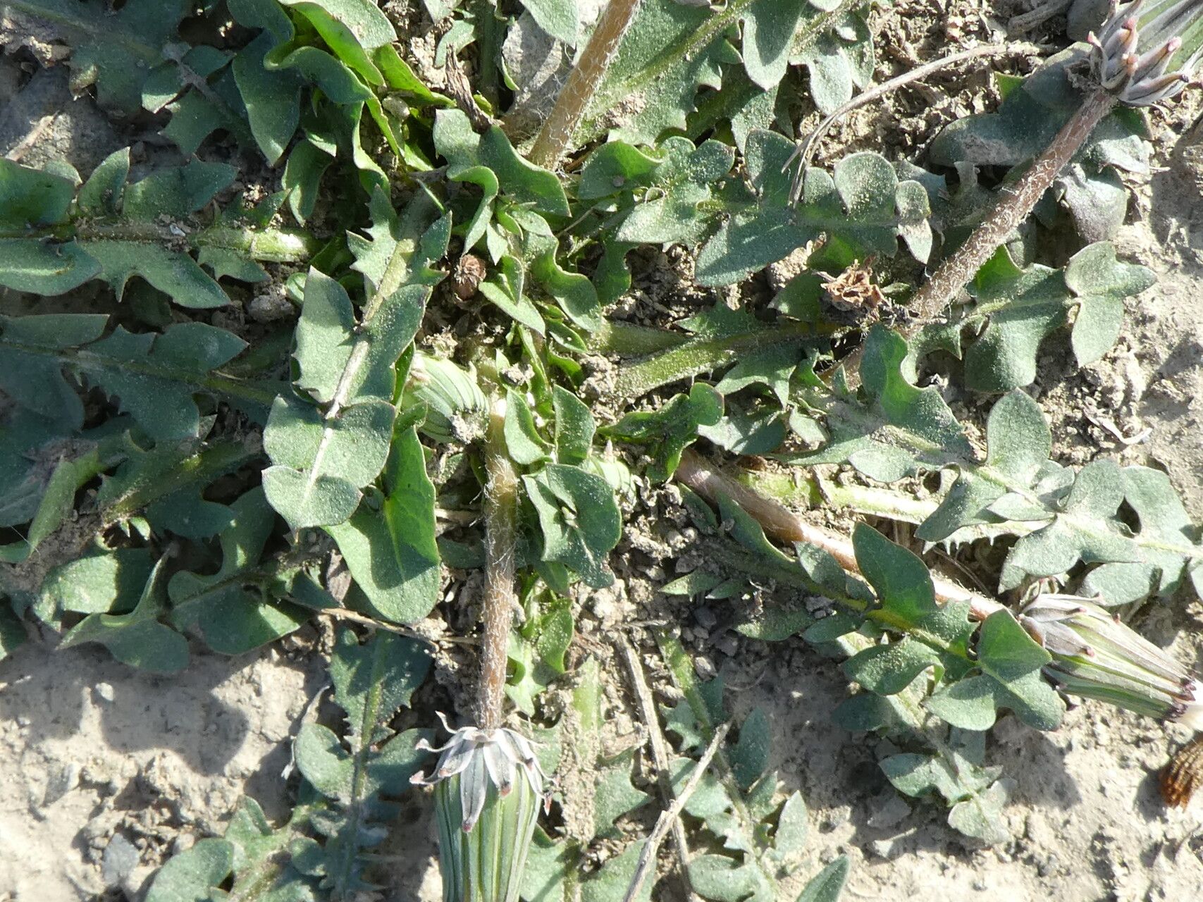 Taraxacum megalorrhizon leaf
