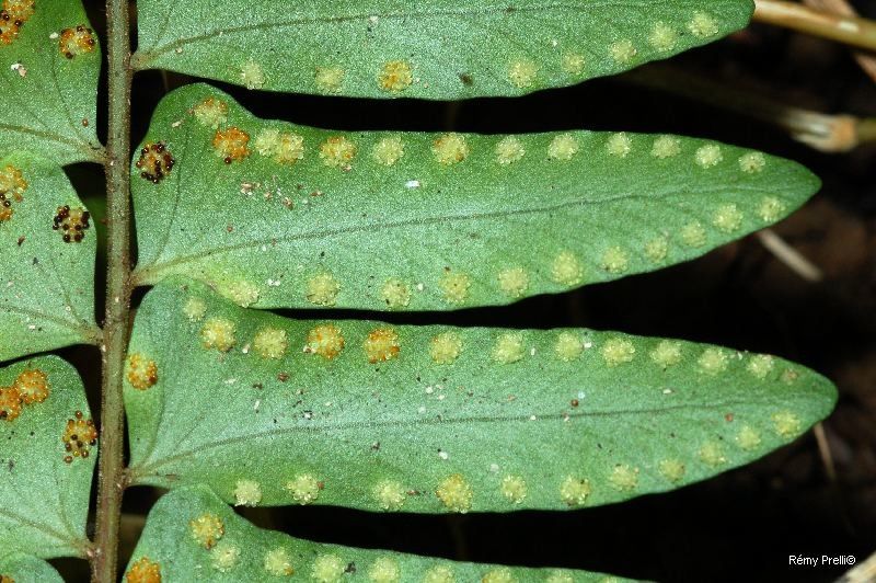 Arthropteris neocaledonica — related species from the same genus