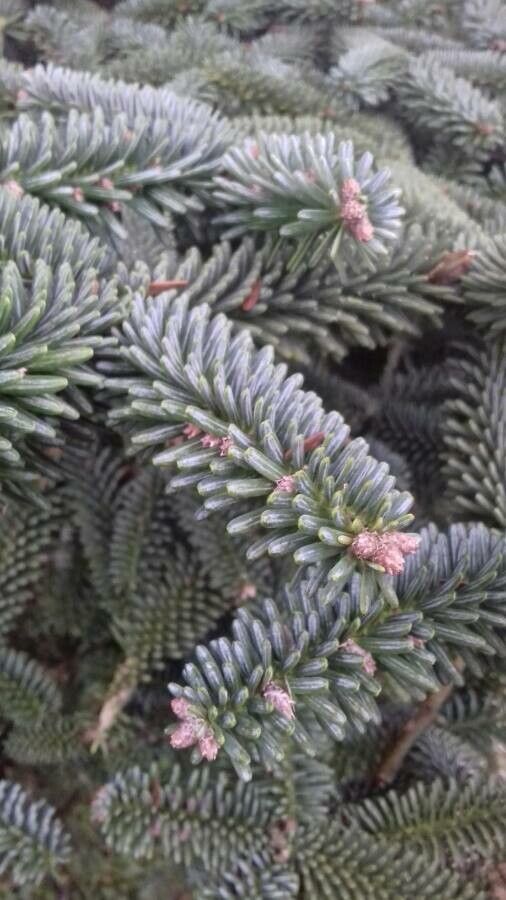 Abies numidica — search result for 'Algeria'