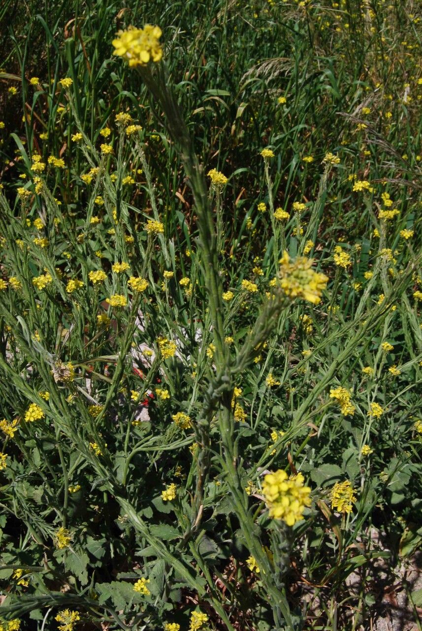Rhamphospermum pubescens habit