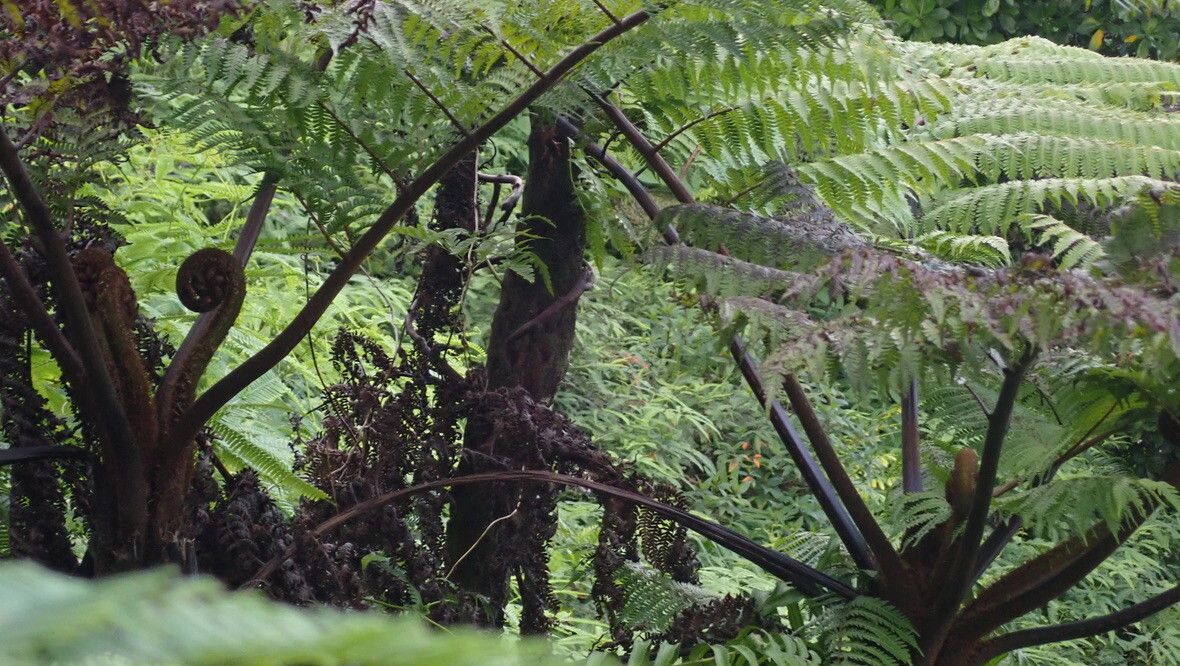 Alsophila tahitensis — houseplant care guide