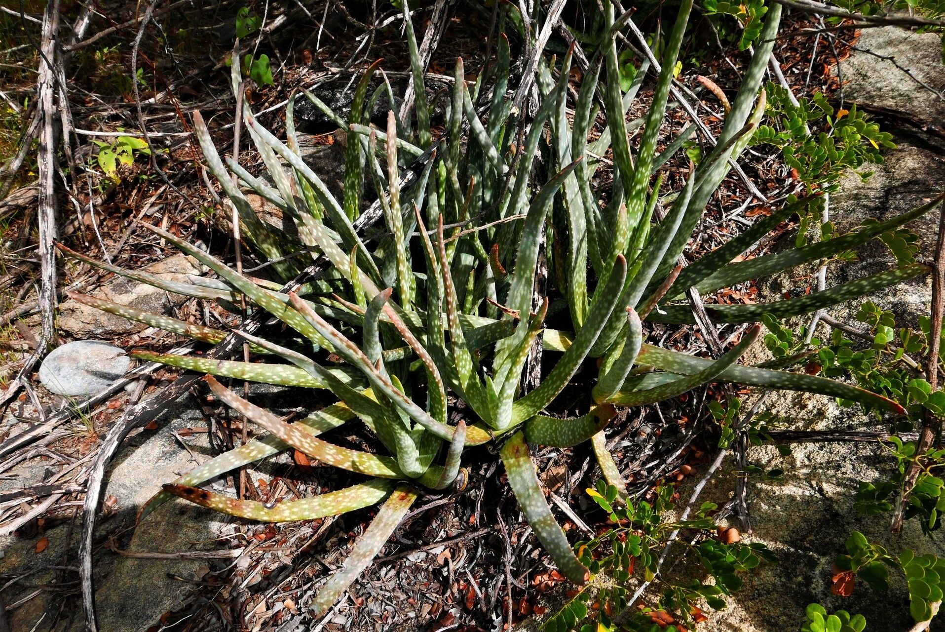 Aloe guillaumetii habit