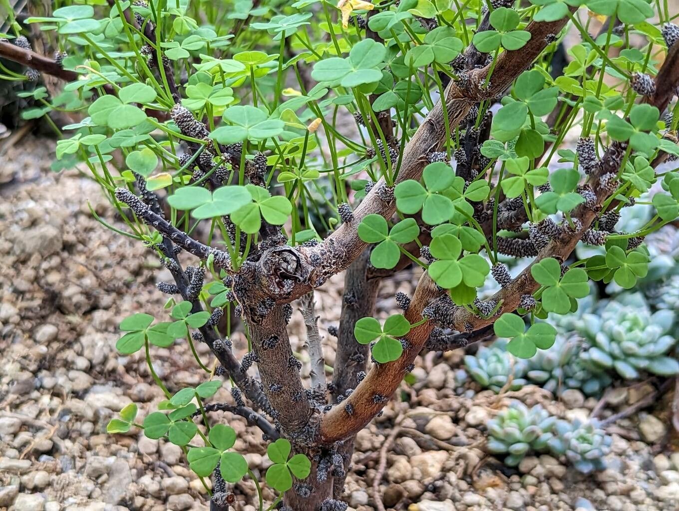 Oxalis gigantea leaf