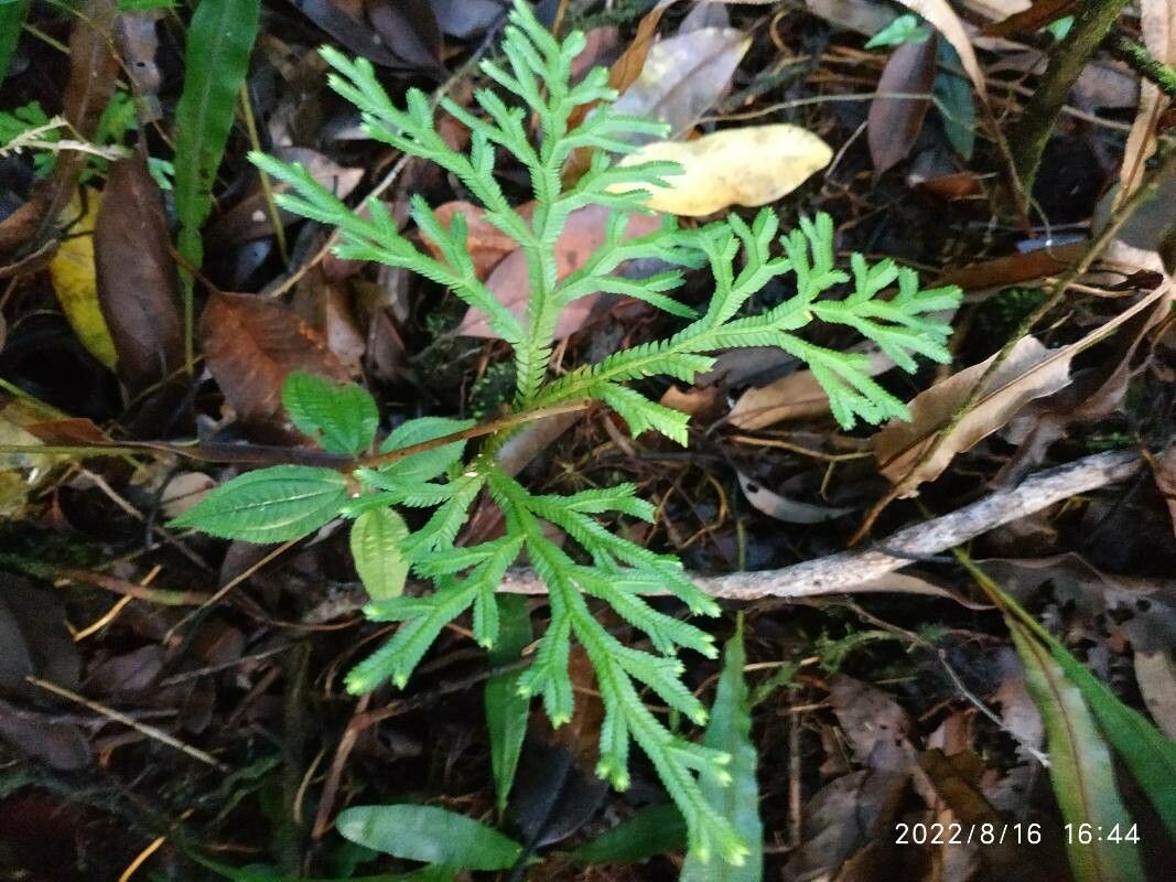 Selaginella sinuosa — search result for 'Selaginella'