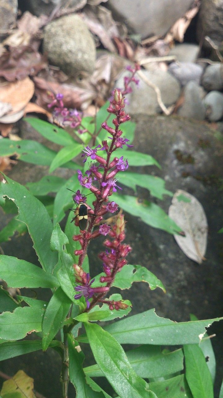 Cuphea epilobiifolia — search result for 'Cuphea'