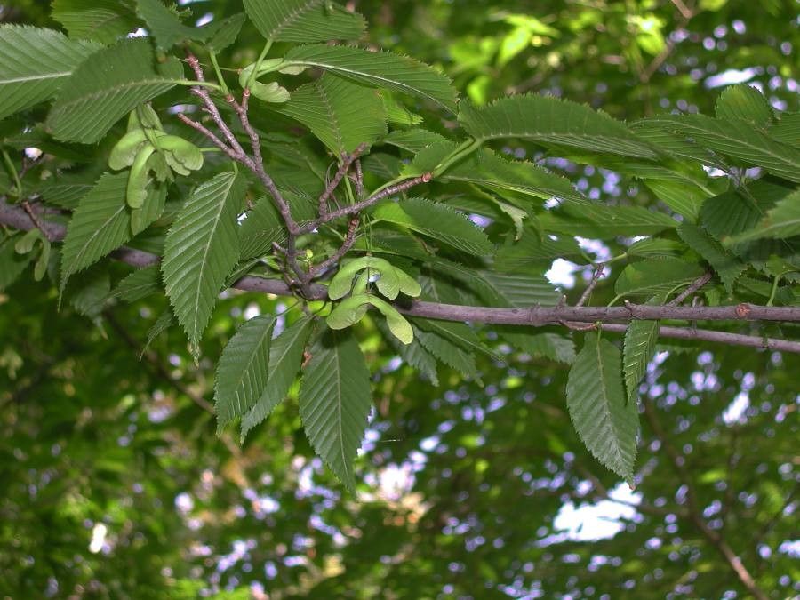 Acer carpinifolium leaf