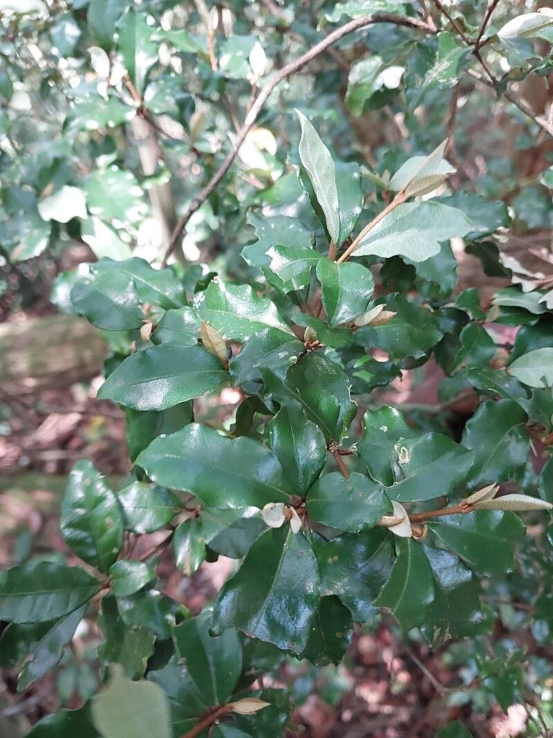 Croton hypochalibaeus leaf
