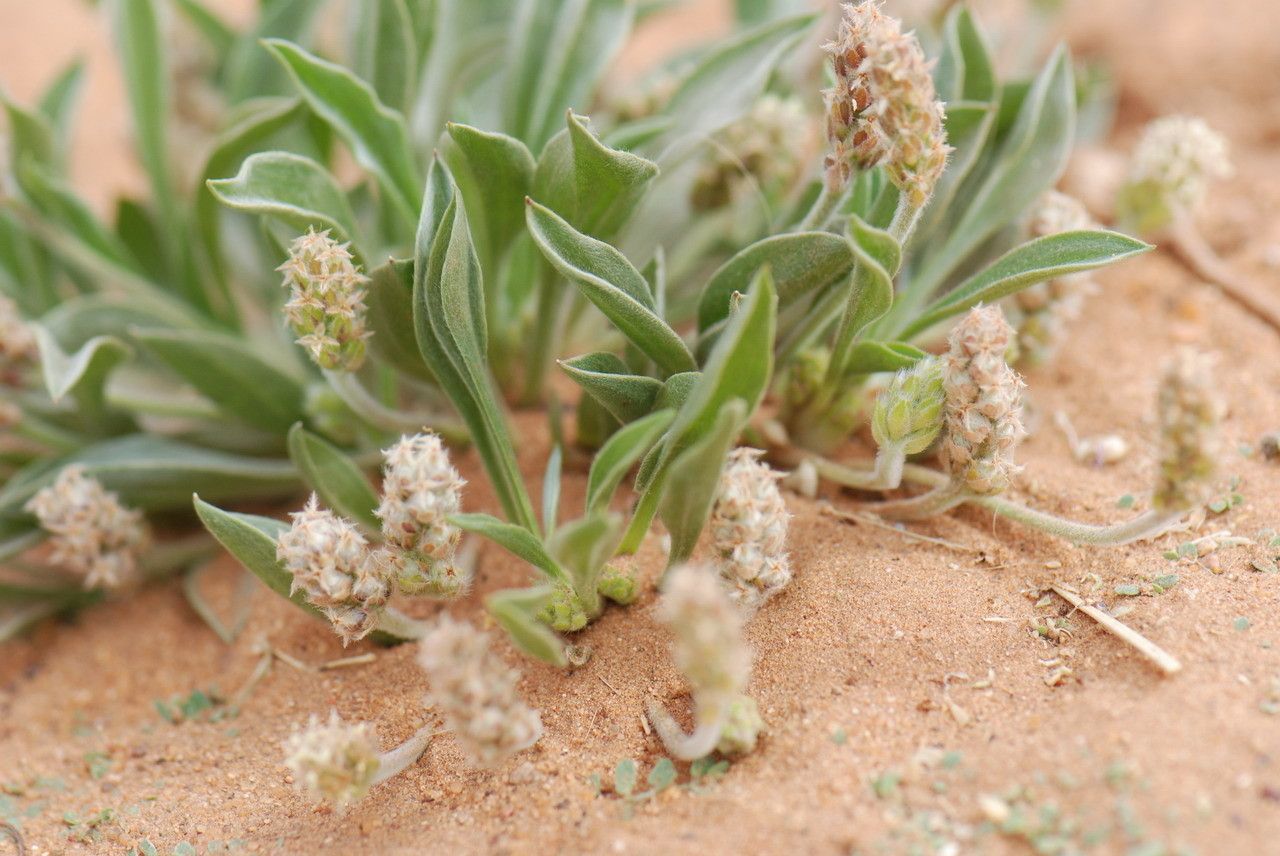 Plantago ciliata leaf